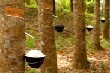 Giá cao su TOCOM tiếp đà phục hồi 